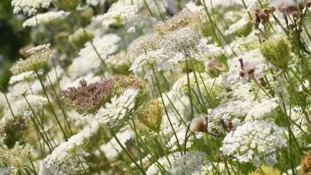 Wild Carrots Flowers Meadow Germany Summer Breeze — Vídeos de Stock
