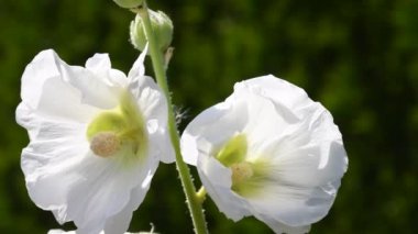 Mallow, yakın planda beyaz çiçekli tıbbi bitki.