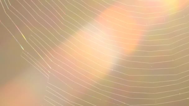 Spider Web Backlight Rainbow Colors — 图库视频影像