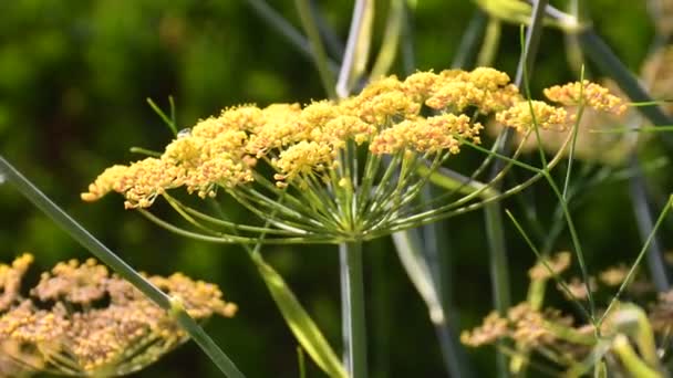 Rezene Yaz Aylarında Çiçekli Şifalı Bitki Baharat — Stok video