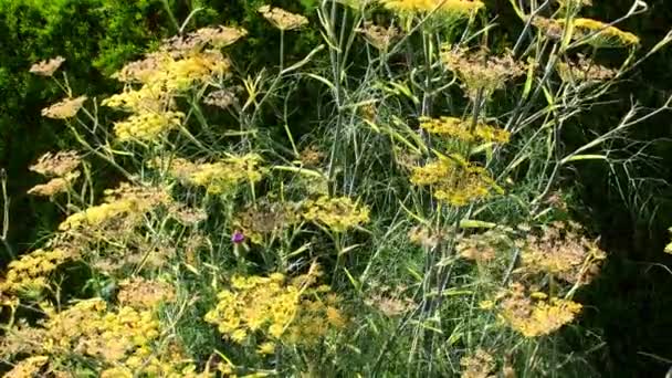 Fennel Medicinal Plant Spice Flowers Summertime — Stockvideo