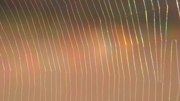 Spider Web Backlight Rainbow Colors Morning Breeze — ストック動画