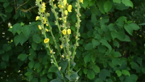 Great Mullein Medicinal Plant Flower Camera Drive — Wideo stockowe