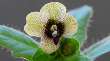 siyah habane, çiçekli ilaç bitkisi, makro manzara