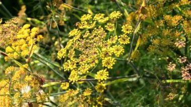 Fennel ,medicinal plant and spice with flowers and bees in summertime
