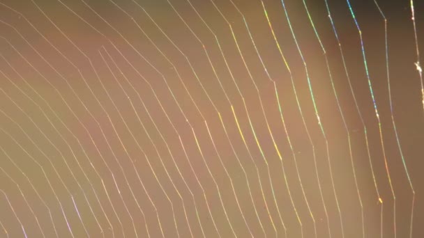 Spider Web Backlight Sparkling Rainbow Colors — ストック動画