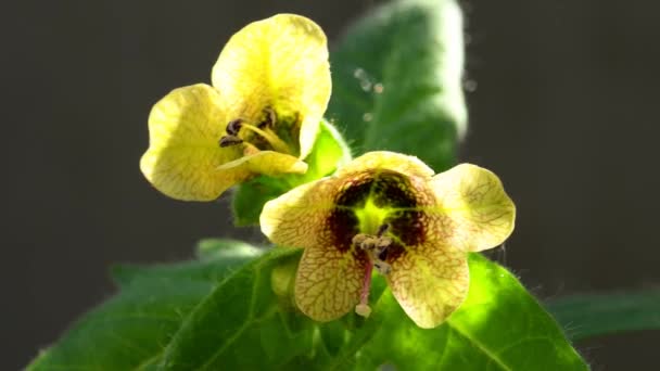 Black Henbane Medicine Plant Flower Macro View Two Different Flowers — Video