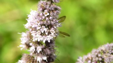 paper wasp on a peppermint flower in summer in Germany