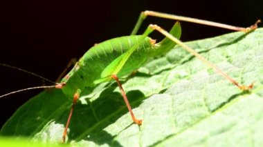oak bush-cricket on a leaf of an angels trompet
