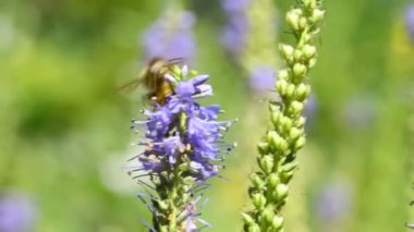 Speedwell, Almanya 'da bir manastır bahçesinde çiçek ve arı içeren şifalı bir bitki.