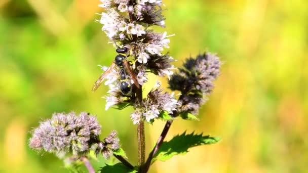 Paper Wasp Peppermint Flower Summer Germany — Vídeos de Stock