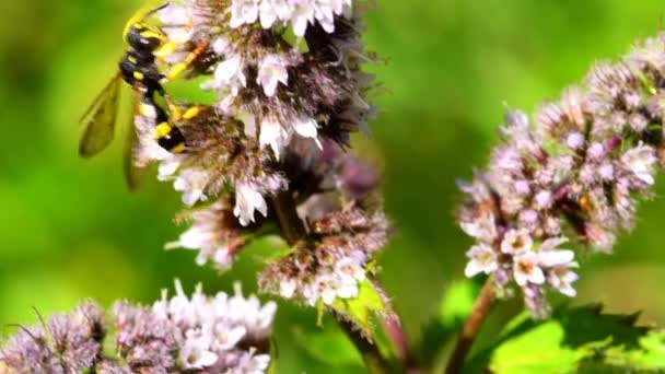 Paper Wasp Peppermint Flower Summer Germany — Stock video