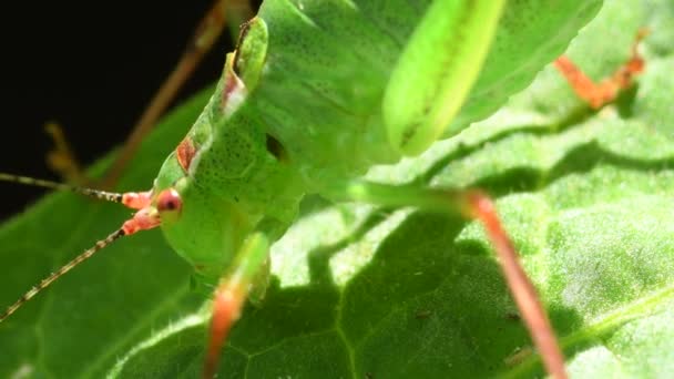 Oak Bush Cricket Leaf Angels Trompet — Vídeos de Stock