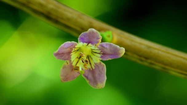 Gojii Medicinal Herb Flower Monastery Herb Garden Germany — Video