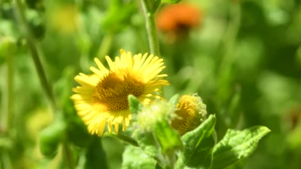 Common Fleabane Medicinal Plant Flower Insect Summer Monastery Herb Garden — Vídeos de Stock