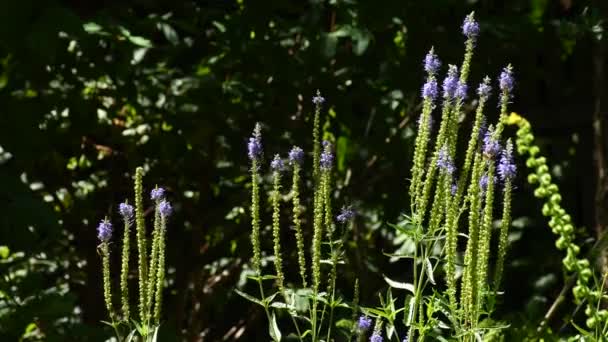 Speedwell Erva Medicinal Com Flor Jardim Ervas Mosteiro Alemanha — Vídeo de Stock