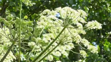 Dev yaban domuzu, Almanya 'da bir miyav içinde tehlikeli bir acemi