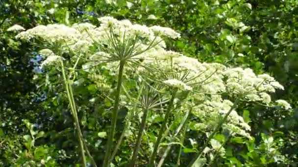 Giant Hogweed Dangerous Neophyte Medaow Germany — Wideo stockowe