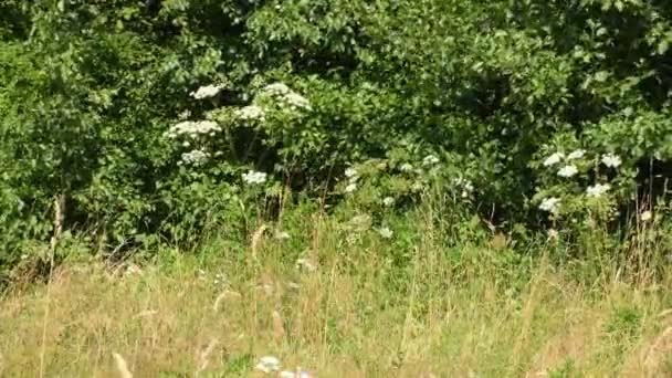 Giant Hogweed Dangerous Neophyte Medaow Germany — Video