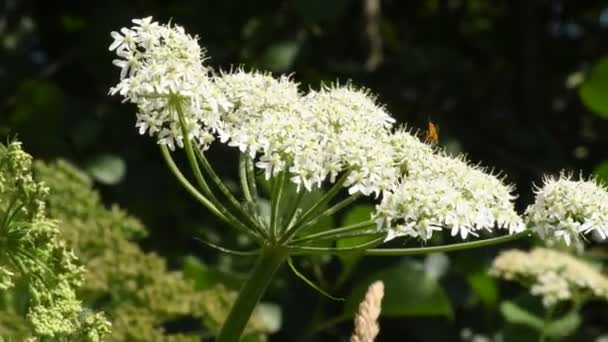 Giant Hogweed Dangerous Neophyte Medaow Germany — 图库视频影像