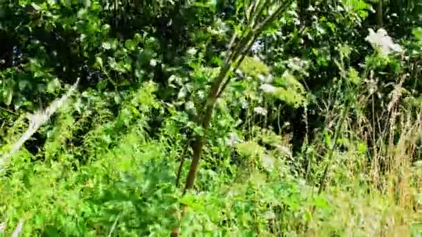 Giant Hogweed Dangerous Neophyte Medaow Germany — Wideo stockowe