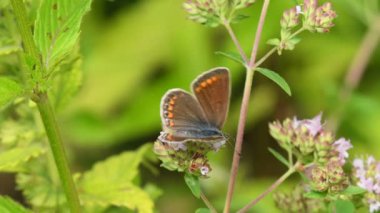Common blue butterfly on peppermint flower, female butterfly