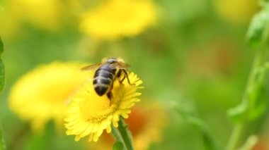 Bitli bir çiçeğin üzerindeki arı