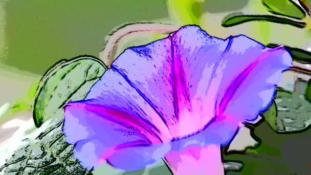 Morning Glory Ancient Drug Flower Ipomoea — Stockvideo