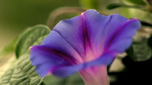 Morning Glory Ancient Drug Flower Ipomoea — Stockvideo