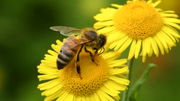 Bee Flower Fleabane — Vídeo de Stock