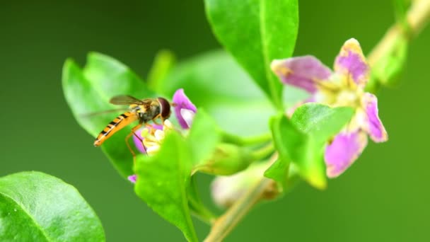 Marmalade Hoverfly Flower Goji — Wideo stockowe