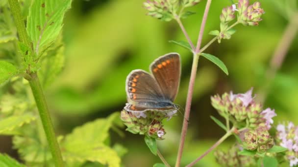 Common Blue Butterfly Peppermint Flower Female Butterfly — Vídeo de stock