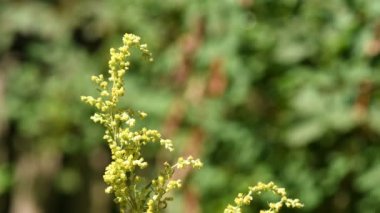 Common mugwort with flower in a monastery herb garden