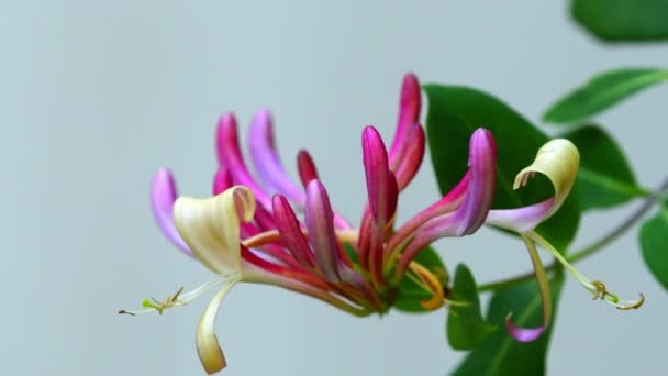 Madressilva Planta Medicinal Chinesa Com Flor — Vídeo de Stock