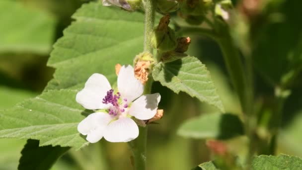 Marshmallow Medicinal Plant Flower Monastery Herb Garden Germany — Vídeo de Stock