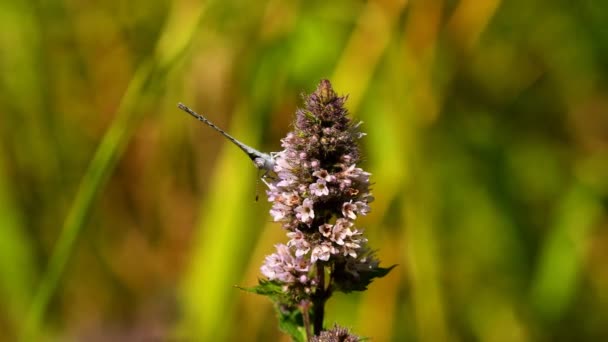 Common Blue Butterfly Peppermint Flower Male Butterfly — Stockvideo