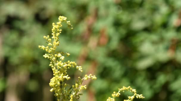 Common Mugwort Flower Monastery Herb Garden — Stock Video