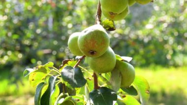 Pear tree with ripe pears in summertime in Germany