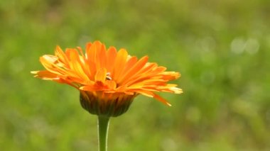 Common marigold, medicinal plant with flower and green, blurred,empty background