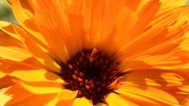 Common marigold, medicinal plant with flower, macro view