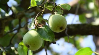 Pear tree with ripe pears in summertime in Germany