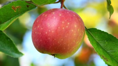Ripe apple on a tree in Germany
