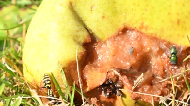 European Paper Wasp Common Wasp Rotted Fallen Pear Garden Summer — Vídeo de stock