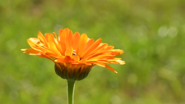 Common Marigold Medicinal Plant Flower Green Blurred Empty Background — Stockvideo