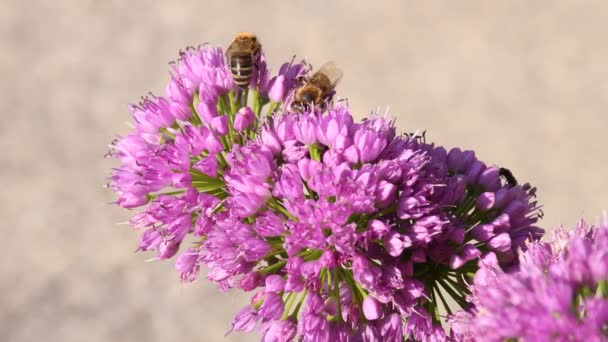 Flowers Allium Bees — Stockvideo
