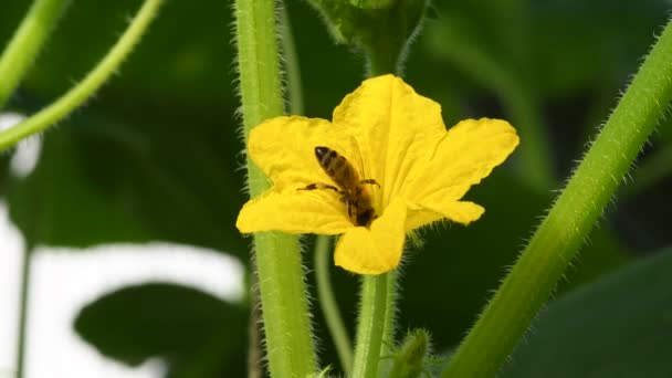 Flower Lemon Cucumber Bee — Vídeo de Stock