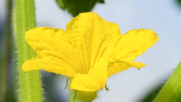 Flower Lemon Cucumber Bee — Stockvideo