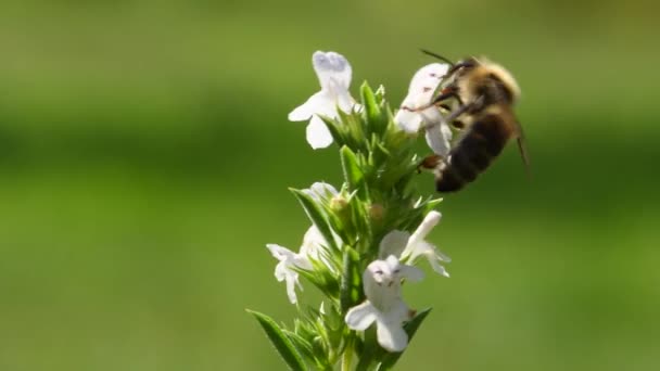 Savory Flower Bee — стоковое видео