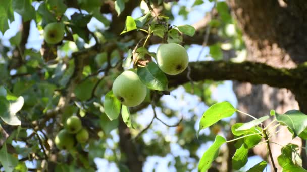 Pear Tree Ripe Pears Summertime Germany — Vídeos de Stock