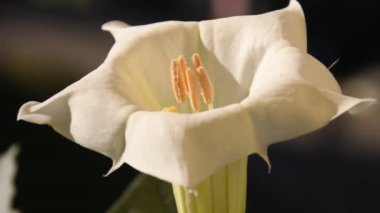 Sabah güneşinde beyaz çiçekli dikenli elma